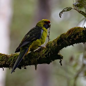 Green Rosella