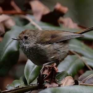 Brown Thornbill