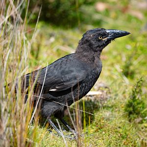 Black Currawong