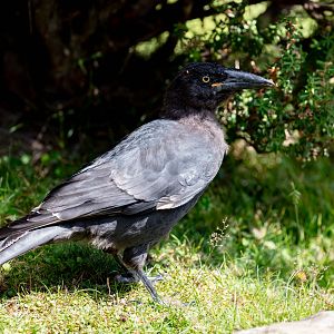 Black Currawong