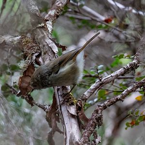 Tasmanian Thornbill