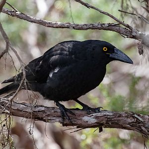 Black Currawong