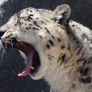 Snow Leopard Yawning