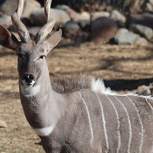 Kudu