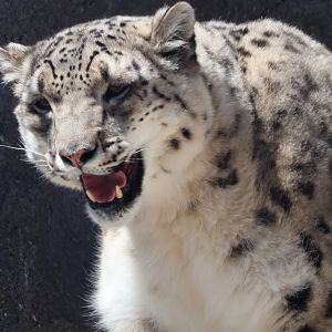 Snow Leopard