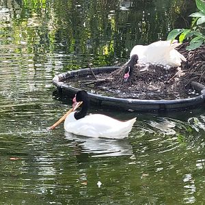 Nesting Black-Necked Swan(Cygnus melancoryphus)