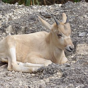 Addax calf(Addax nasomaculatus)