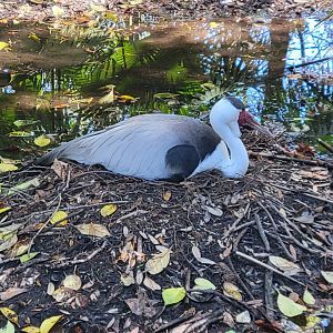 Wattled Crane nesting(Bugeranus carunculatus)