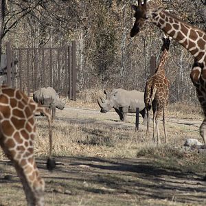 Giraffes and White Rhinos