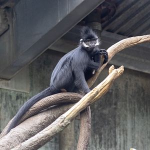 Francois Langur