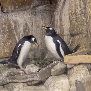 Gentoo Penguins