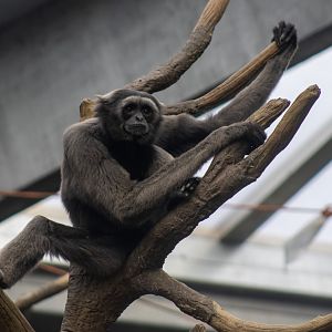 Grey Gibbon