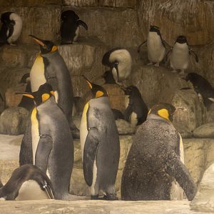 King and Rockhopper Penguins