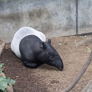 Malayan Tapir