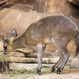 Klipspringer