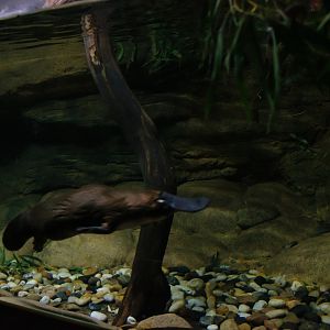 Platypus