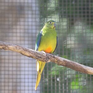 Orange Bellied Parrot