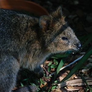 Quokka