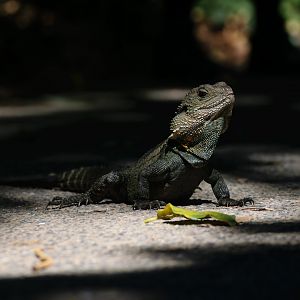 Wild Australian Water Dragon