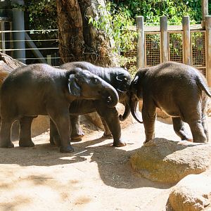 Scuffle between the three calves