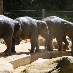 Elephant trio entering the pool
