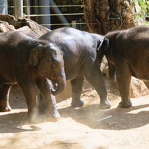 Roi Yim is caught in the crossfire