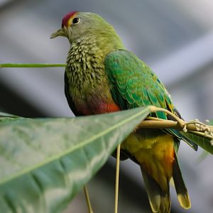 Rose Crowned Fruit Dove