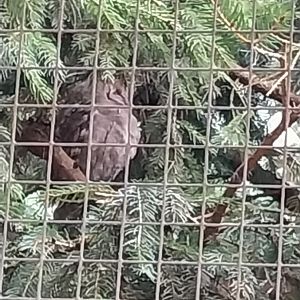Hedgerow landscape aviary - Eurasian scops owl (Otus scops)
