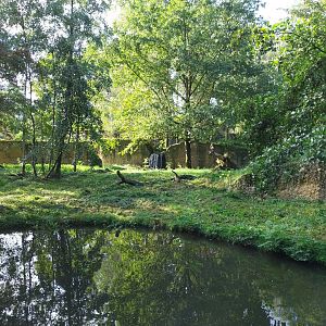 Eurasian lynx enclosure