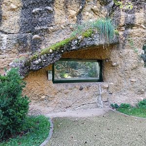 Common wall lizard terrarium