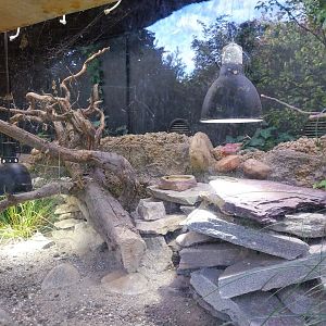 Common wall lizard terrarium