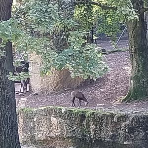 Alpine chamois (Rupicapra rupicapra rupicapra)