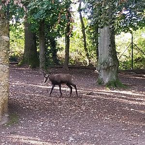 Alpine chamois (Rupicapra rupicapra rupicapra)