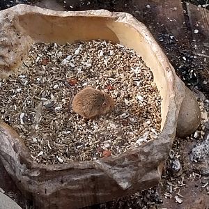 Observation cabin - Eurasian harvest mouse (Micromys minutus)