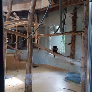 Monkey house (black-capped capuchin)