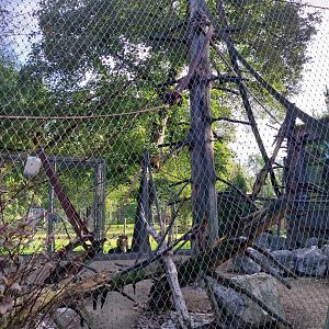 Monkey enclosure (black-capped capuchin)