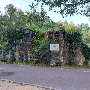 Eurasian wildcat night shelter