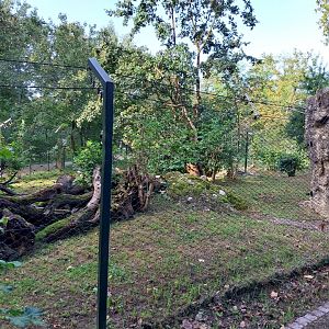 Eurasian wildcat enclosure 2