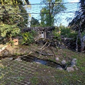 Eurasian wildcat enclosure 2