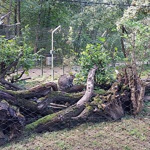 Eurasian wildcat (Felis silvestris silvestris)