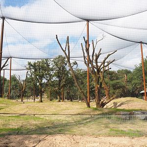 New Secretary bird and Rüppell's griffon vulture aviary, 2023-08-15