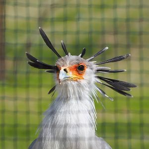 Secretary bird (Sagittarius serpentarius), 2023-08-15