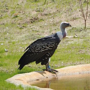 Rüppell's griffon vulture (Gyps rueppelli rueppelli), 2023-08-15