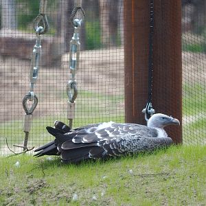 Rüppell's griffon vulture (Gyps rueppelli rueppelli), 2023-08-15