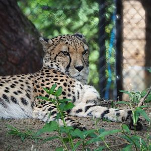 South African cheetah (Acinonyx jubatus jubatus), 2023-08-15