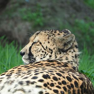 South African cheetah (Acinonyx jubatus jubatus), 2023-08-15