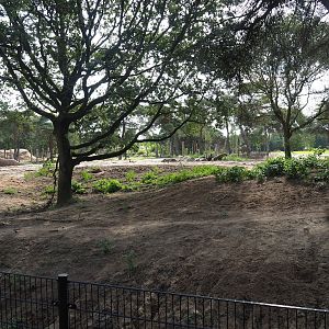 New Spotted hyena exhibit, 2023-08-15