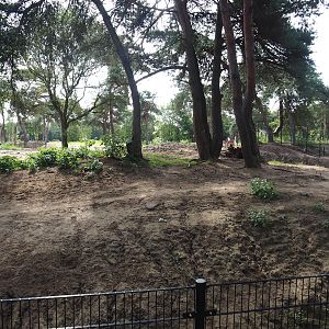 New Spotted hyena exhibit, 2023-08-15