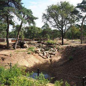 New Spotted hyena exhibit, 2023-08-15