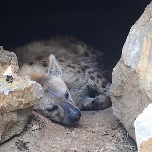 Spotted hyena (Crocuta crocuta), 2023-08-15